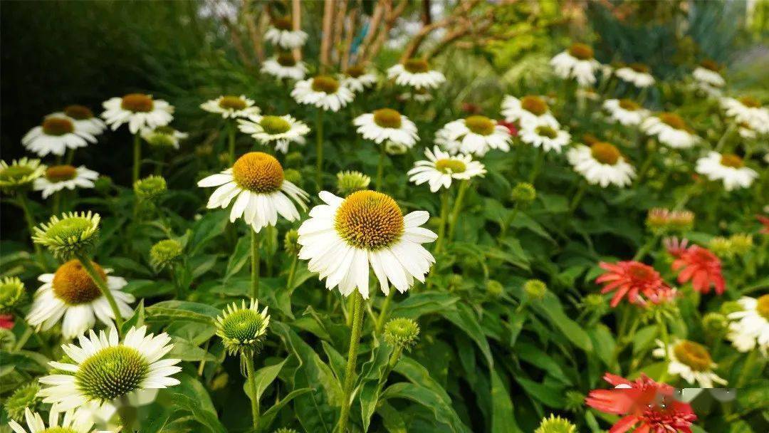 这个六月让我们一起见证紫松果菊的盛放之美