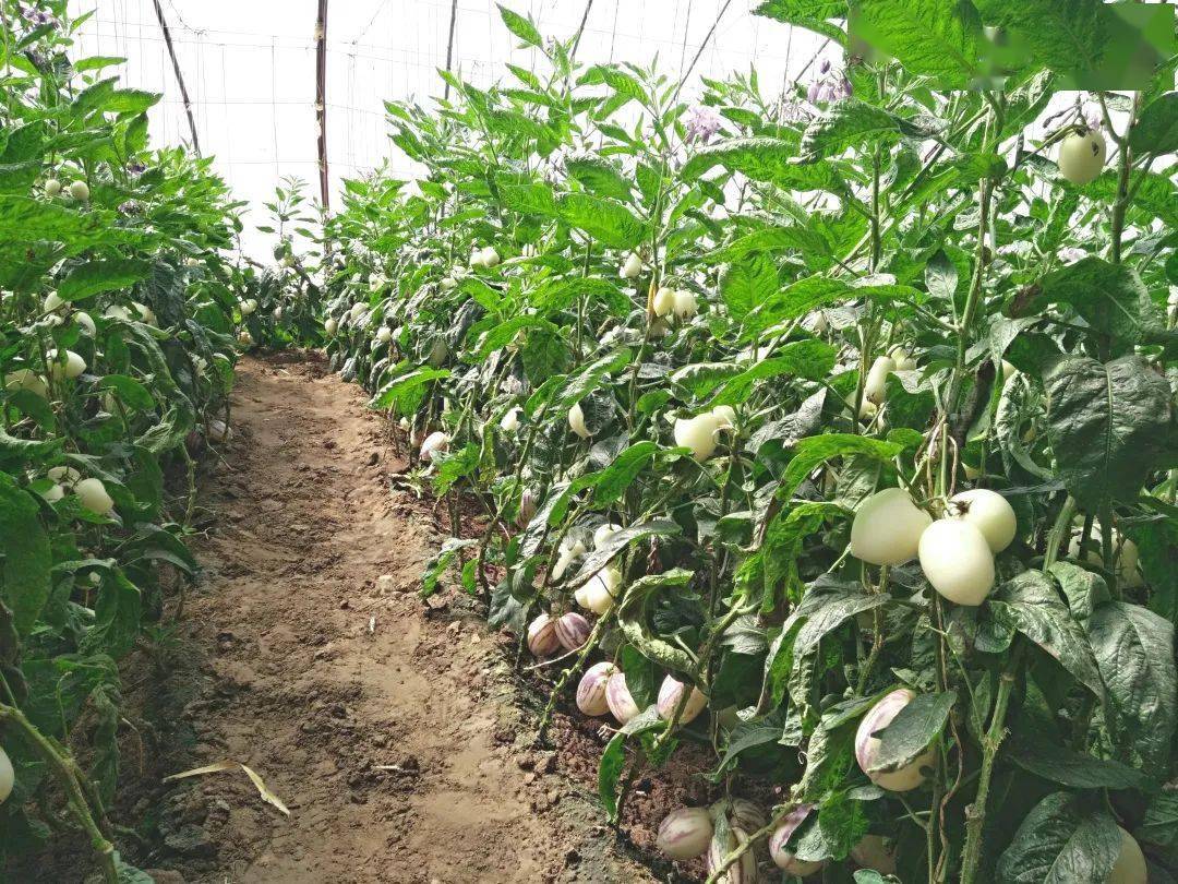 这里生活的都是有着丰富经验的果农,世世代代在这里悉心种植人参果