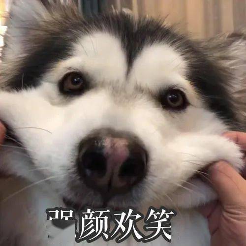 如何正确的饲养阿拉斯加 46813514212e4424a96c86a2bf6b05ab.jpeg