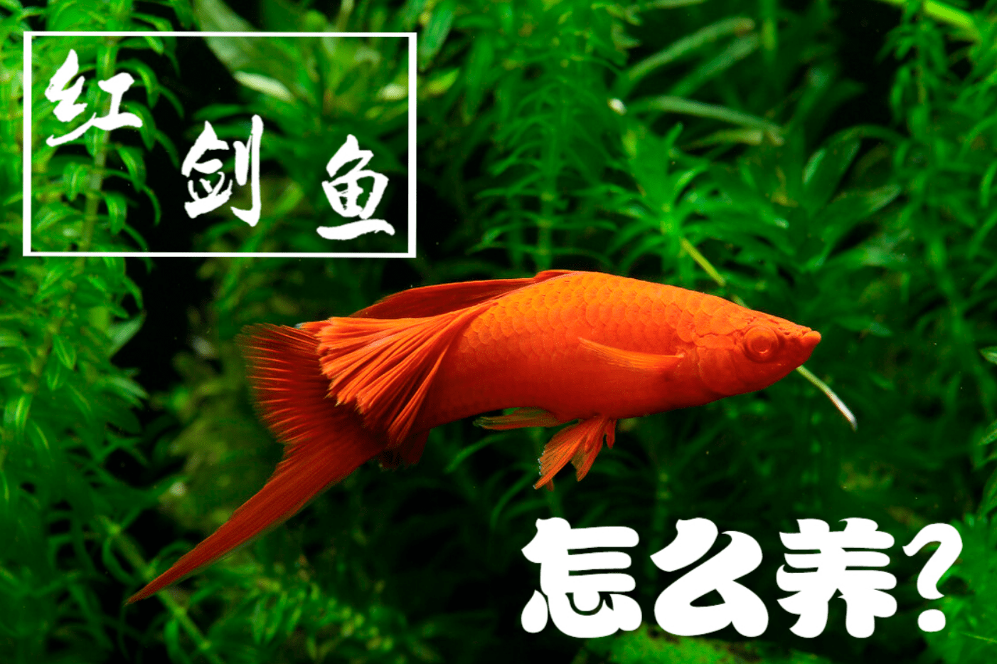 【前言】红剑鱼应该是观赏鱼世界里颜色最红的鱼类之