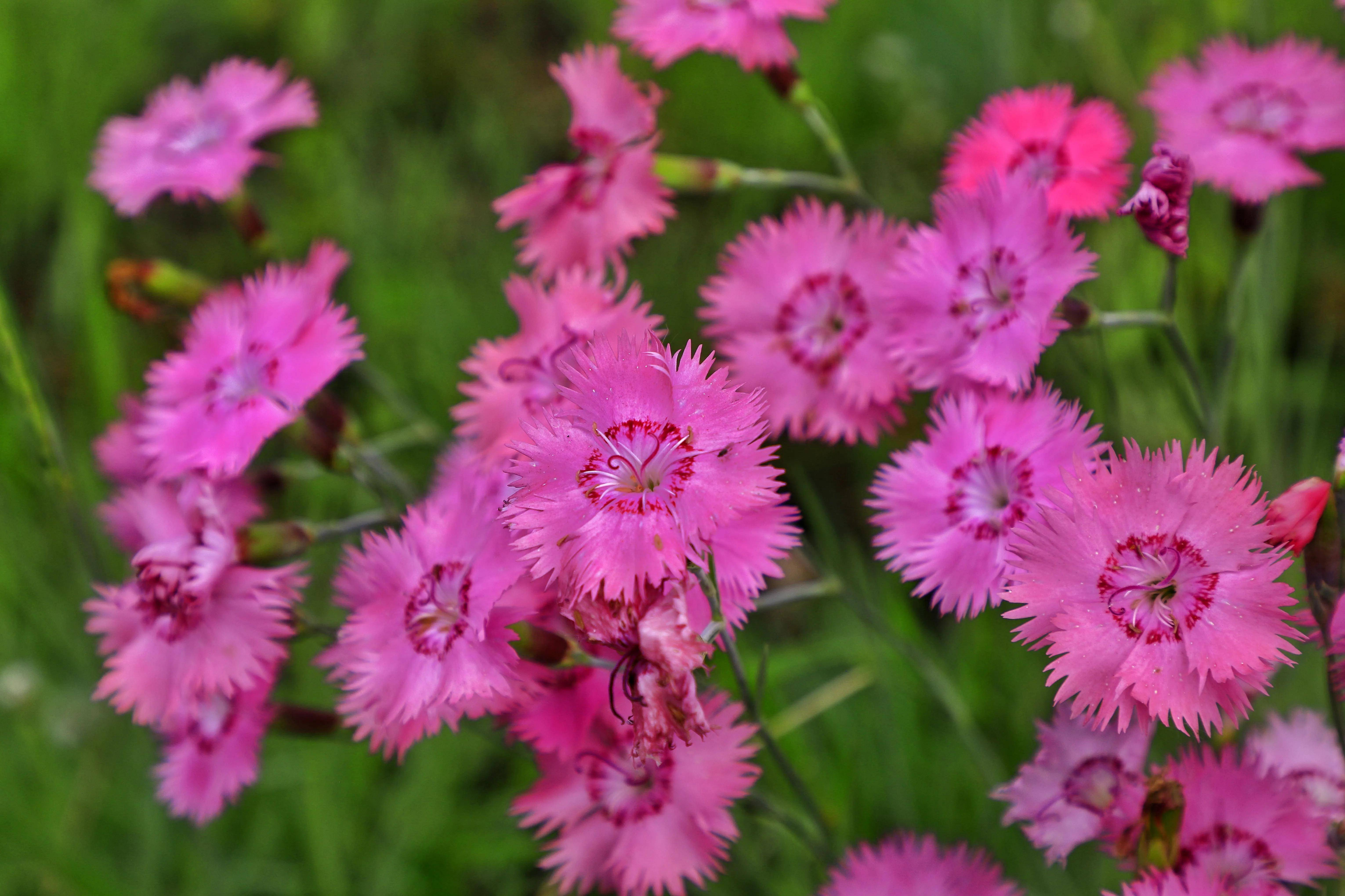 西宁湟水河湿地公园鲜花开放色缤纷,香气扑鼻心情爽