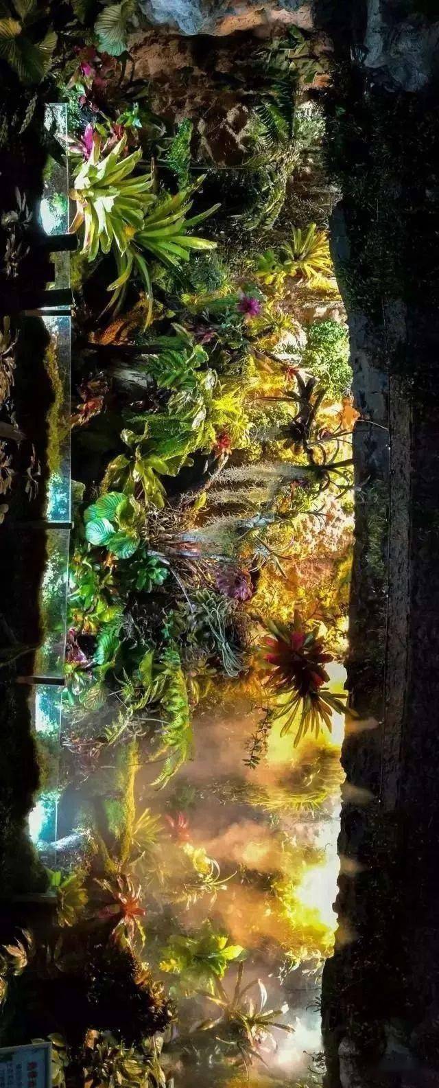 超美的热带雨林缸简直是人间仙境