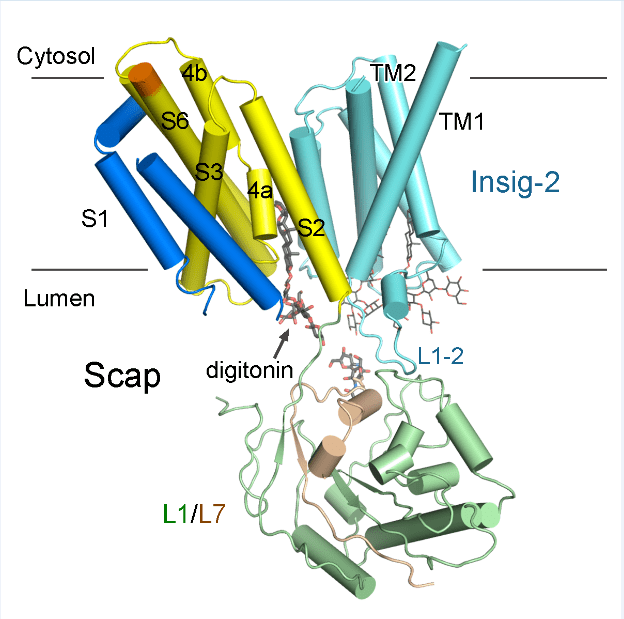 颜宁/闫创业/鄢仁鸿进一步解析胆固醇代谢关键调控机理_scap