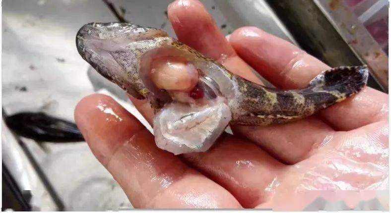 养殖户应提前预防_发病