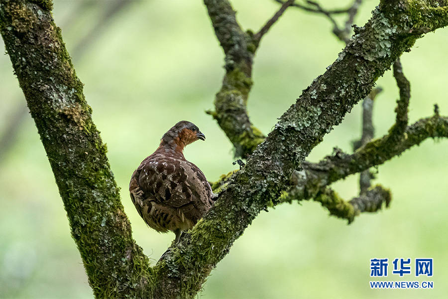 这是6月27日在重庆市南川区金佛山国家森林公园拍摄的大拟啄木鸟.