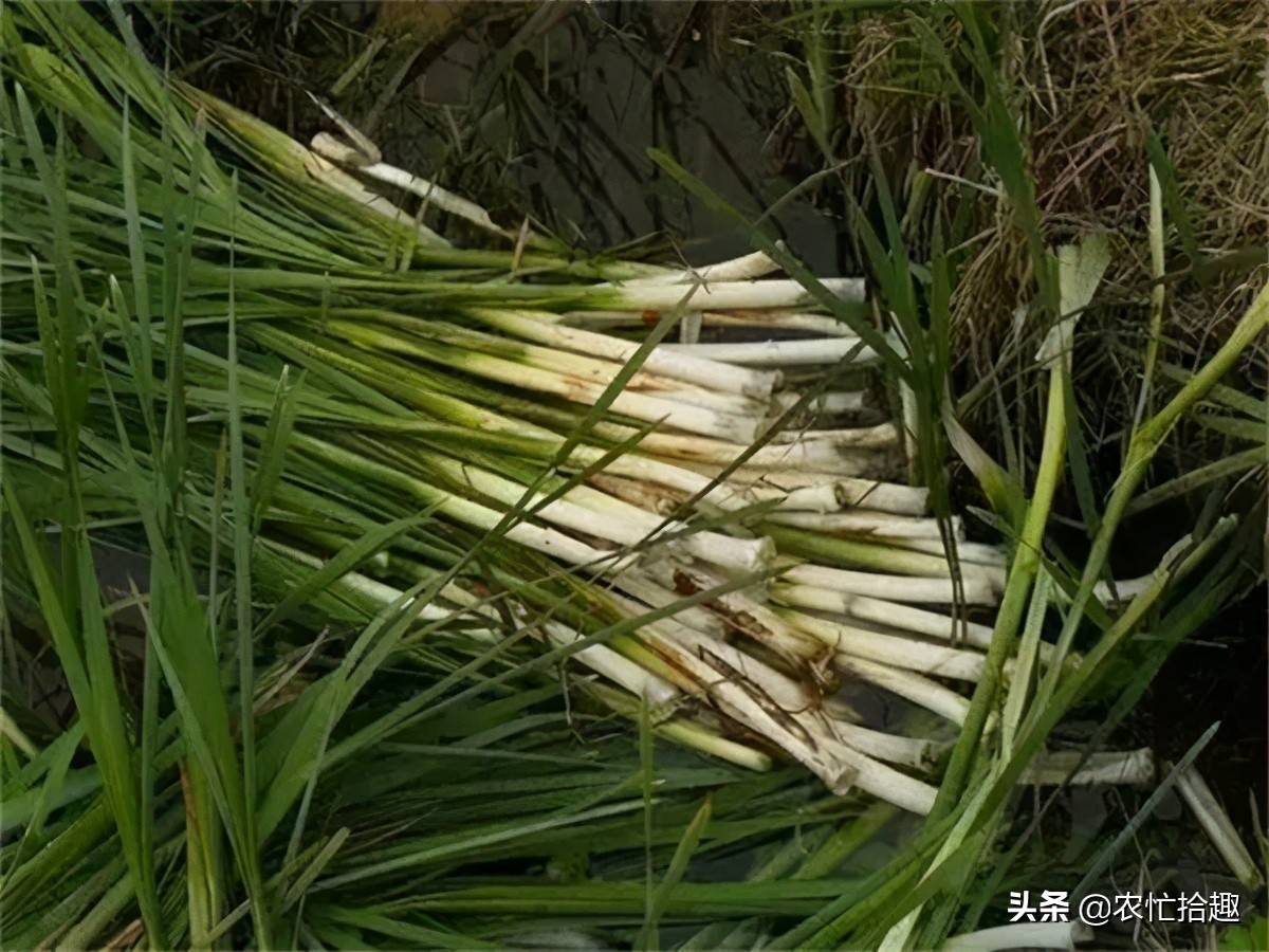 人称"水蜡烛",以前拿花当玩具,如今才知根茎是美味,一斤7元