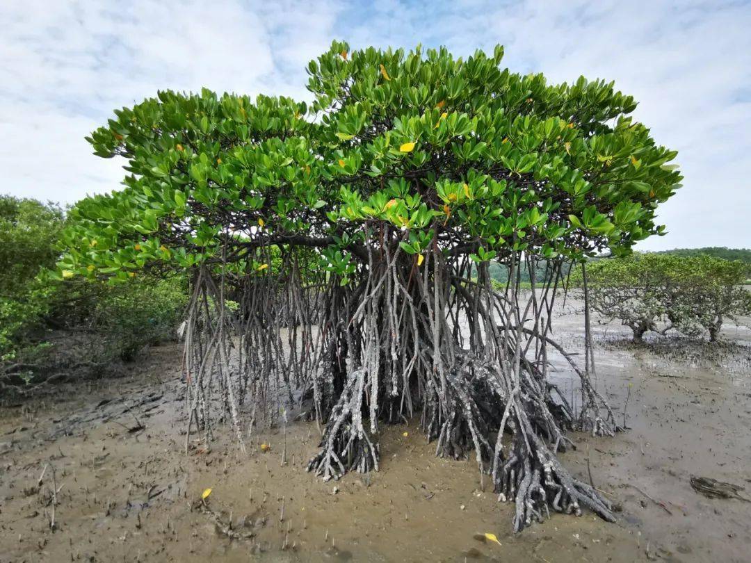 小城生活指南|北海,被守护的此岸_红树林