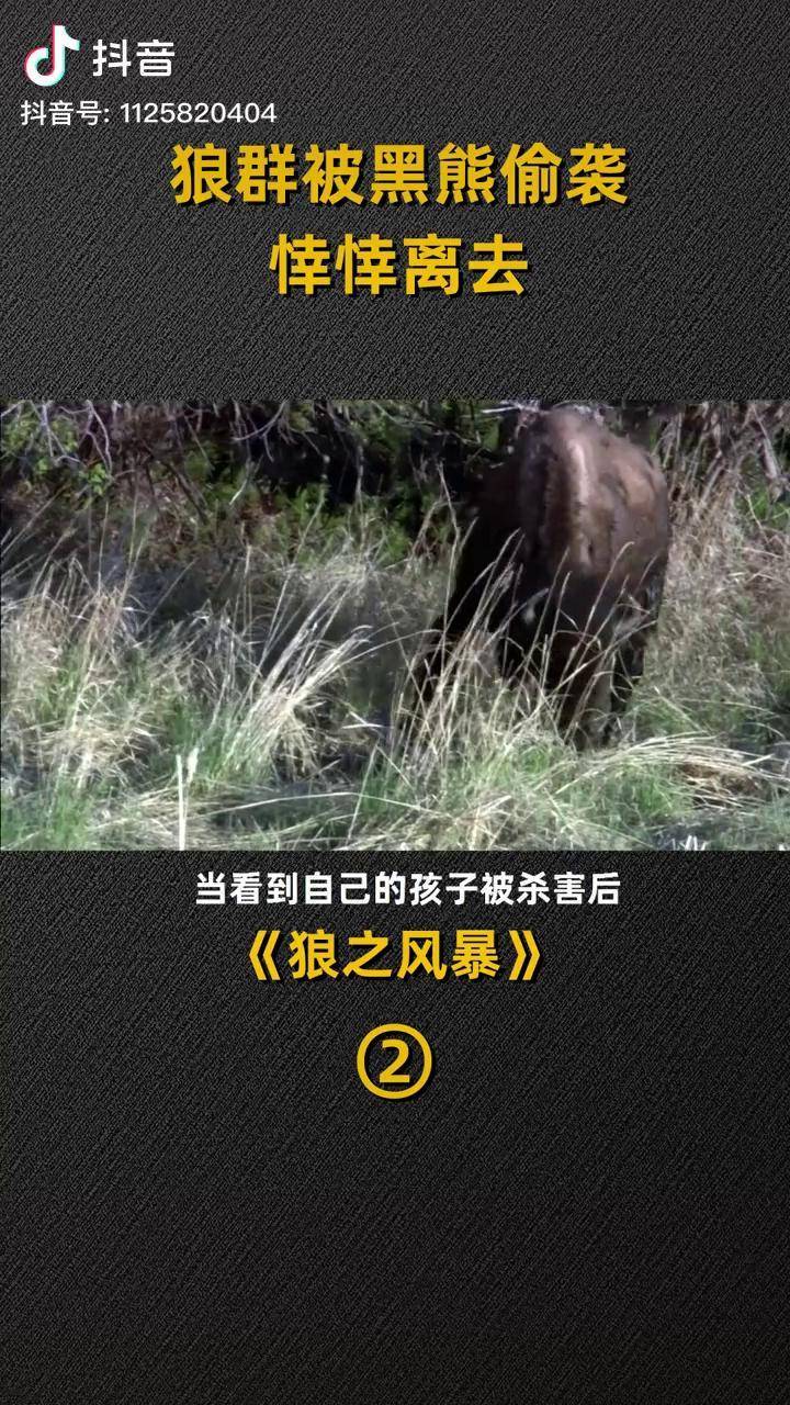 纪录片自然世界狼之风暴动物世界bbc纪录片