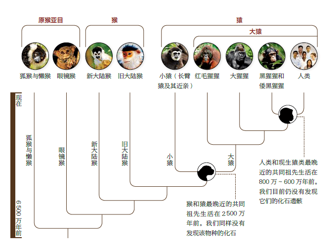 猩猩的分类等级示意图图片
