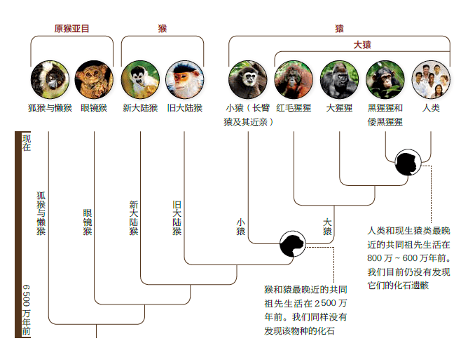 解读人类进化带你更好地融入人类社会