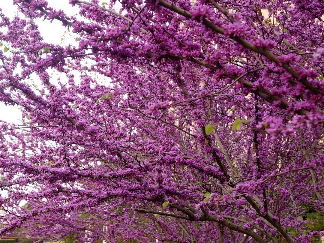 香港回归的日子 让我们来看香港的区花 红花