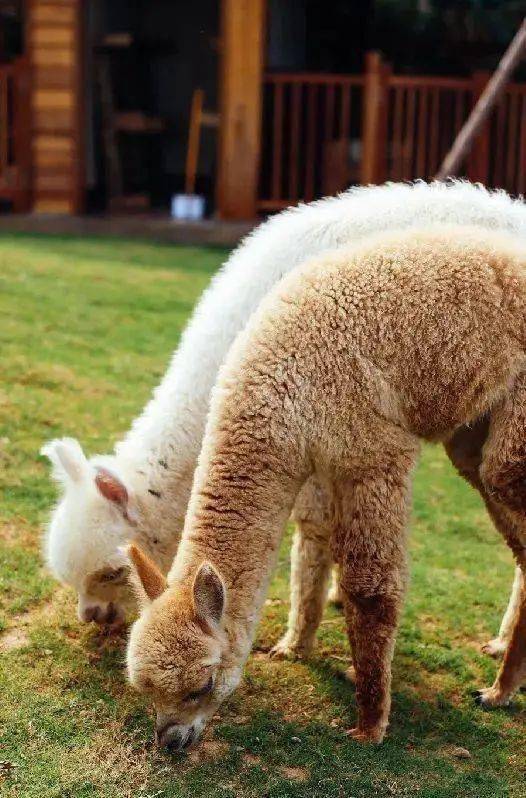 理想|不想带娃，只想躺平？亲子酒店来一波～