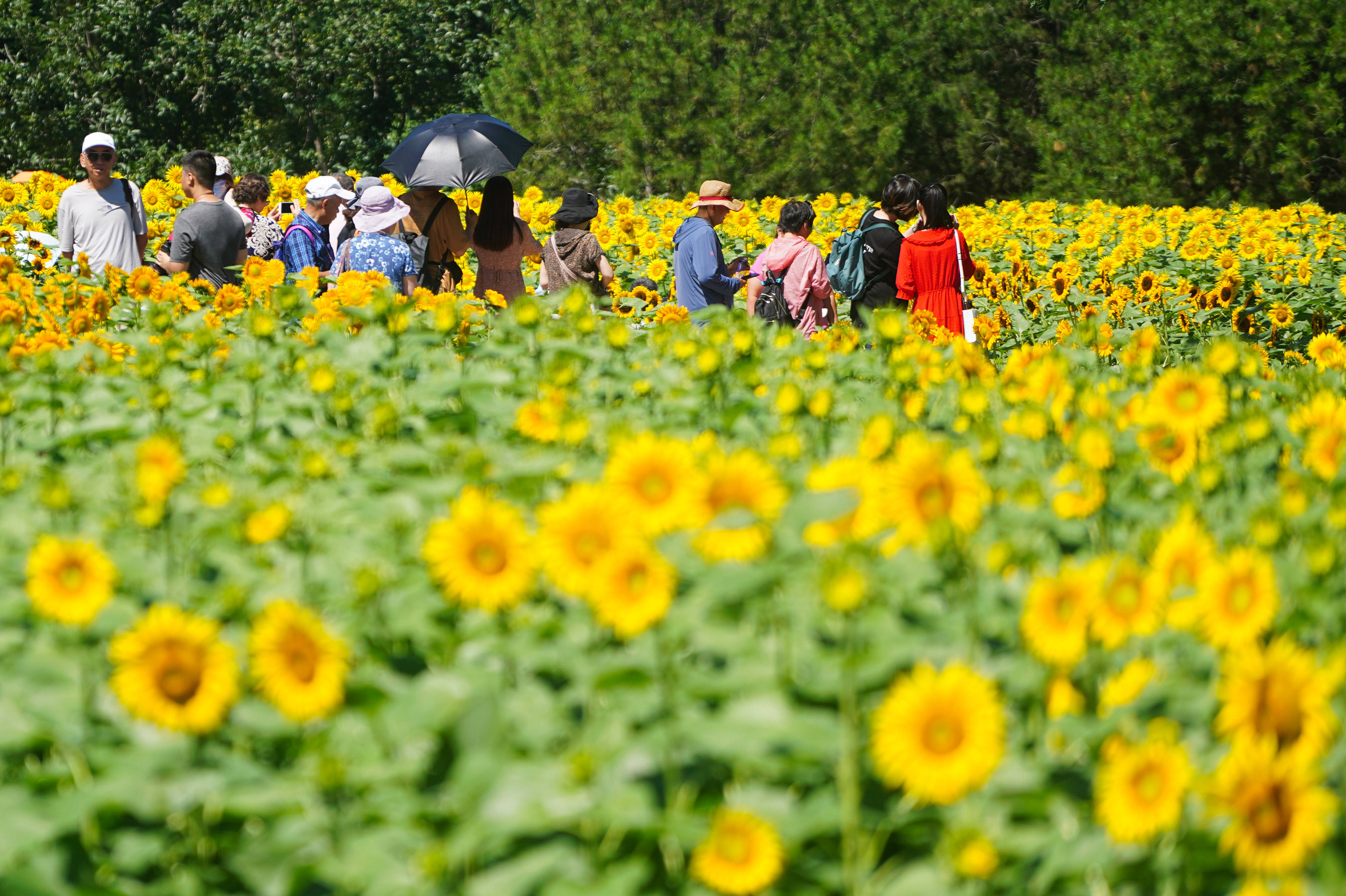 夏日里的向日葵 游客