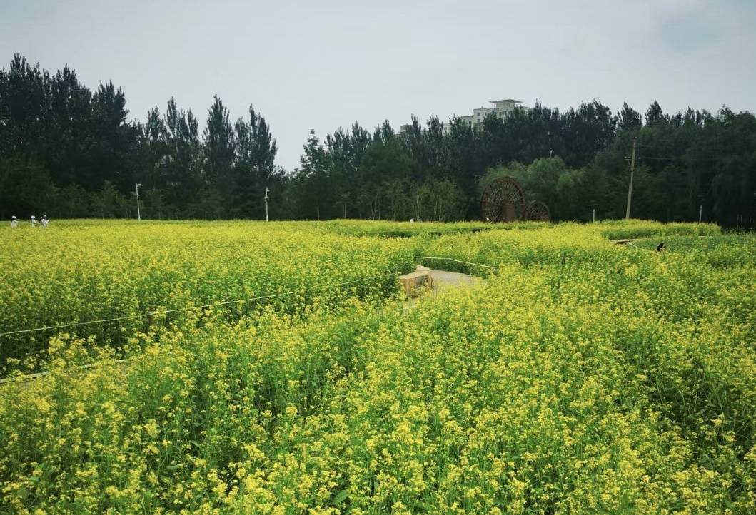 长春市 油菜花开美如画 黄金花海醉人心 公园