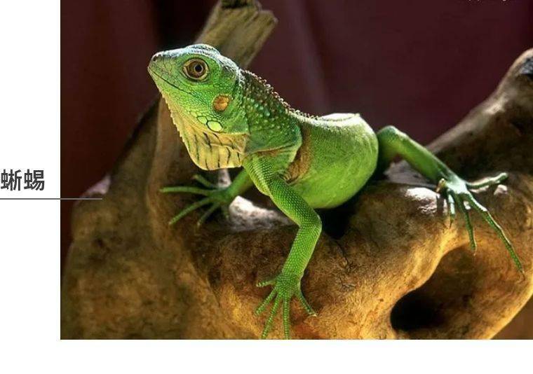 梦到蜥蜴，探索梦境背后的深层含义与启示