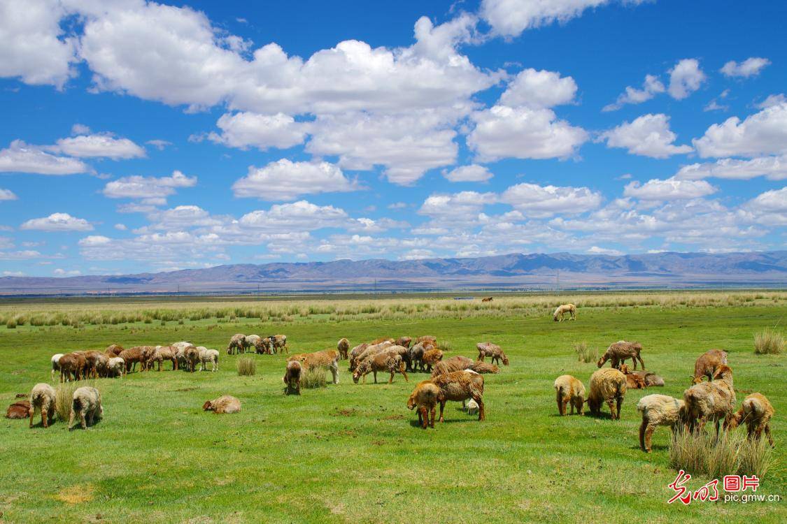 picturesque scenery of grassland in nw chinas xinjiang