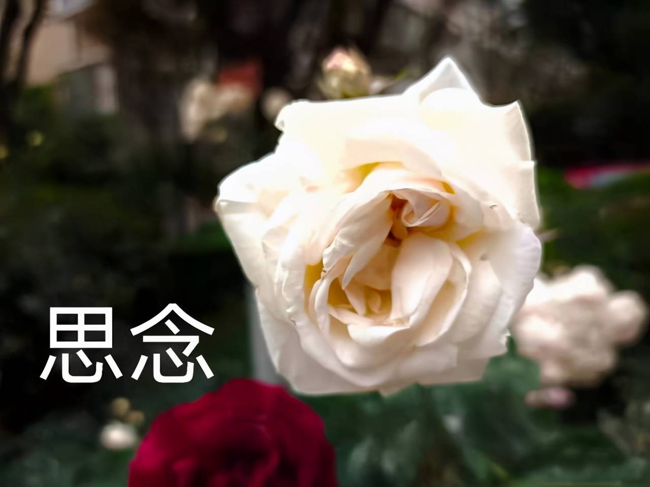 渭南文坛党国正作品悼念兄长