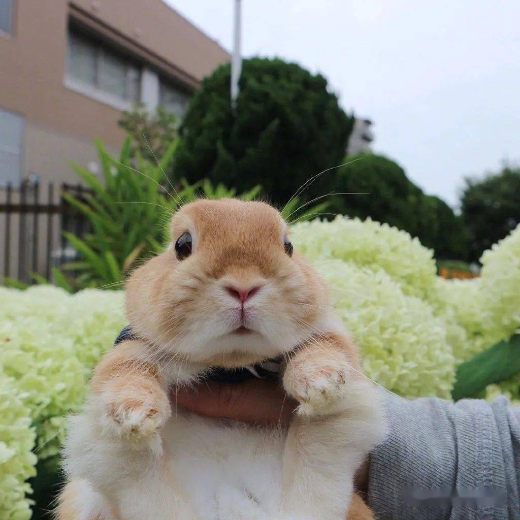 导致兔兔应激的原因有哪些?_兔子