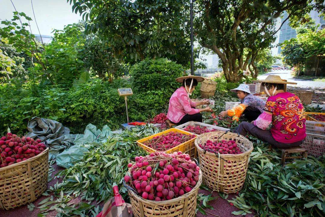 荔城无处不荔枝七月的莆田又红又甜