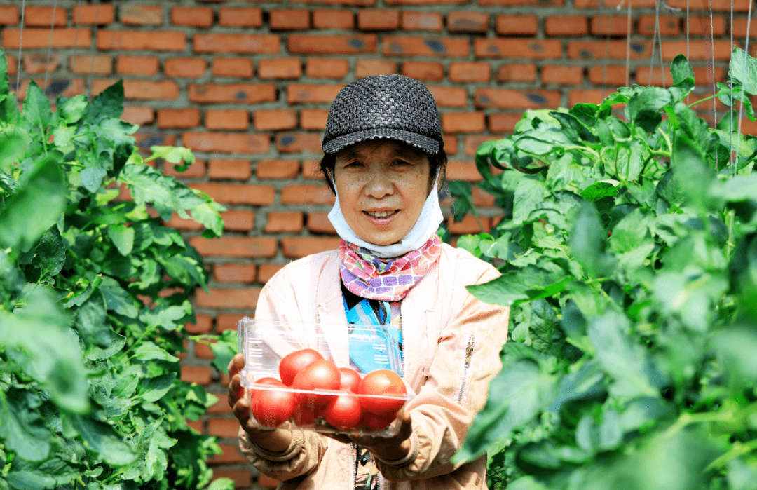 【益起动 我帮你】滞销变畅销,熟透的柿子全部卖完_张淑兰