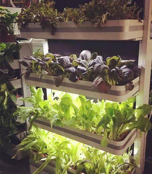 如何种植蔬菜最快 11831d8623c847f7a97a28432a8251db.jpeg