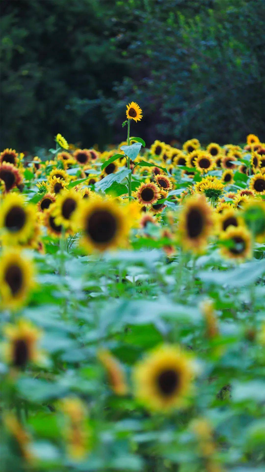向阳花开的日子 摆脱了慵懒 赶走了瞌睡虫 迎着阳光其实并非只有酷热