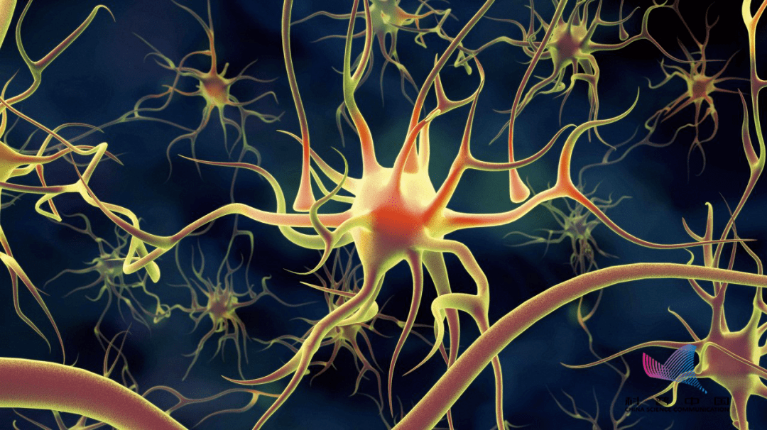 【生活】脑袋越大越聪明?不不不,真正聪明的脑袋长这样