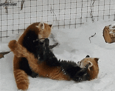 小熊猫被吓到gif图片