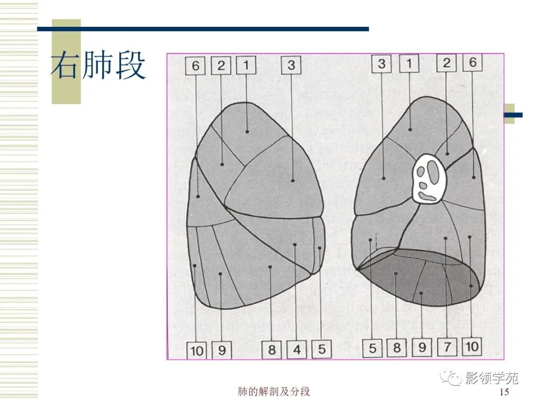 肺部解剖与分段