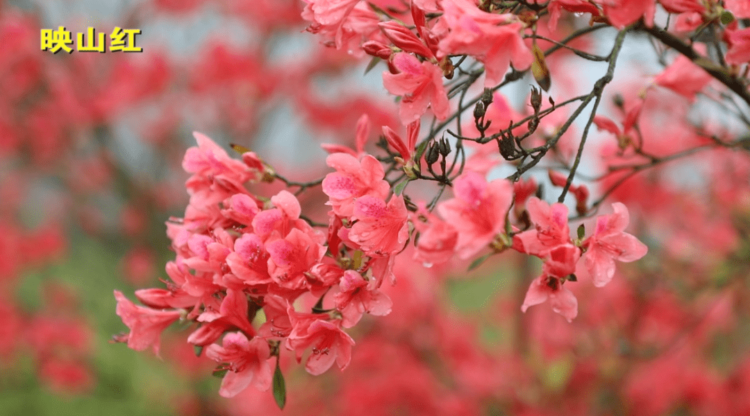 【江西是个好地方——福地吉安】井冈杜鹃美_云锦