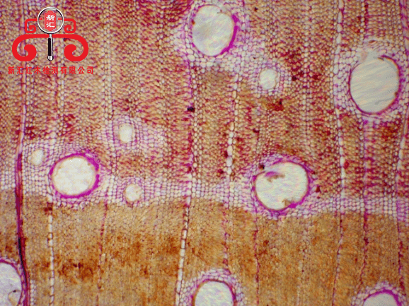 【专家鉴木】刺猬紫檀及其常见冒充木材._西非