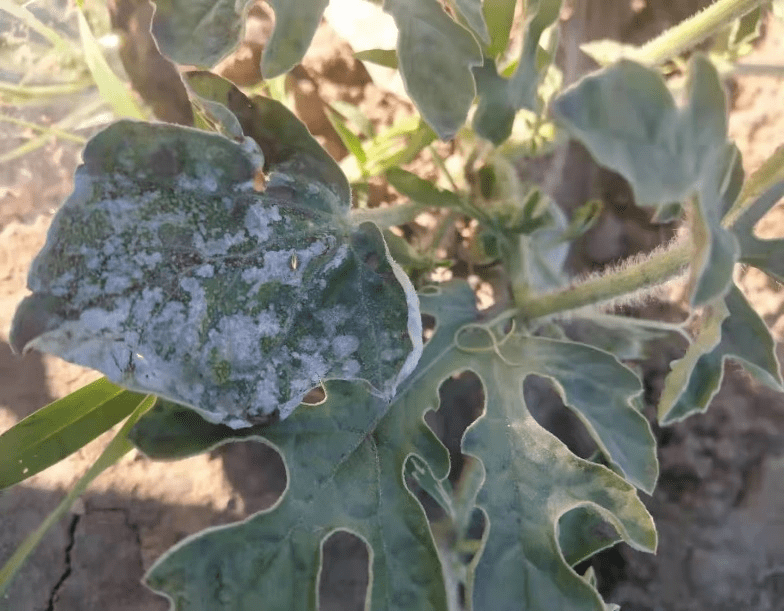 打瓜白粉病的发生与防治方法