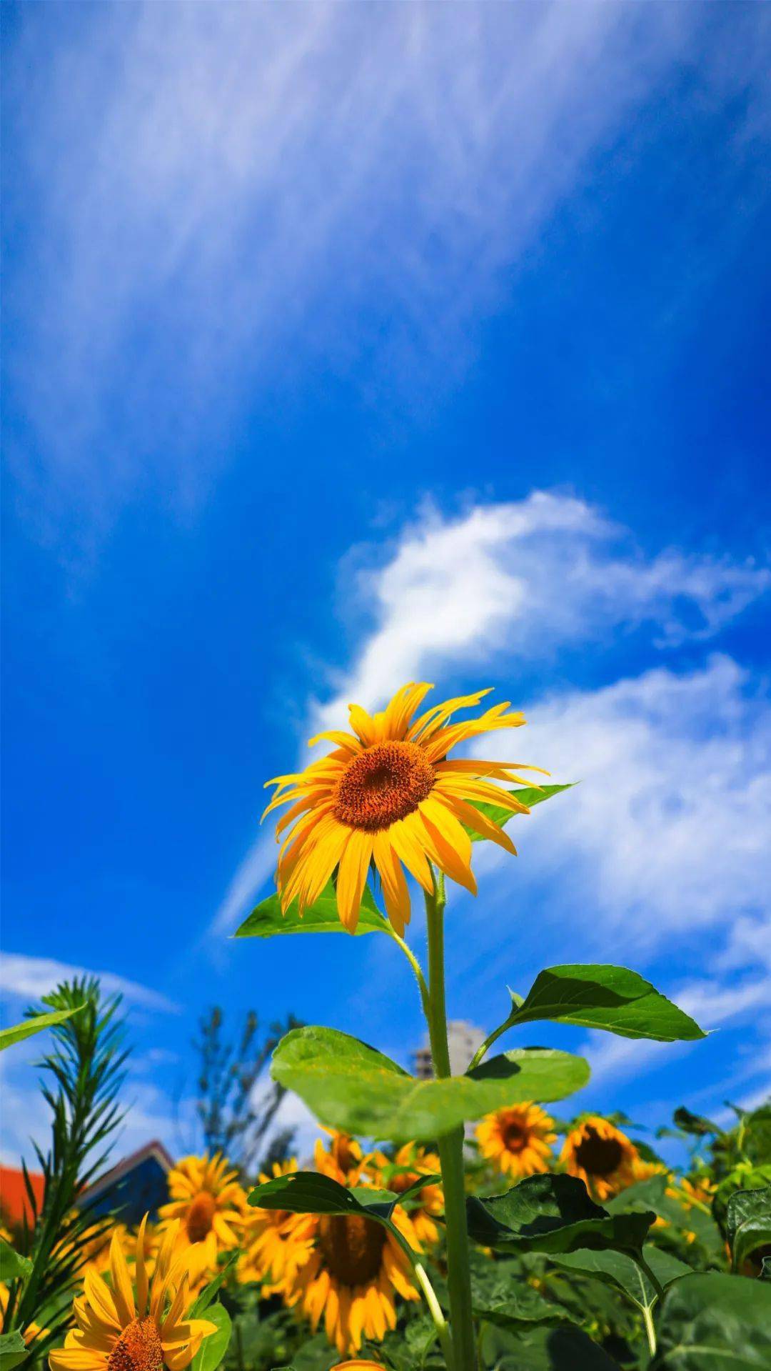 图解 向日葵花开 许你一个金黄七月 郑州 图解 向日葵花开 许你一个金黄七月 郑州