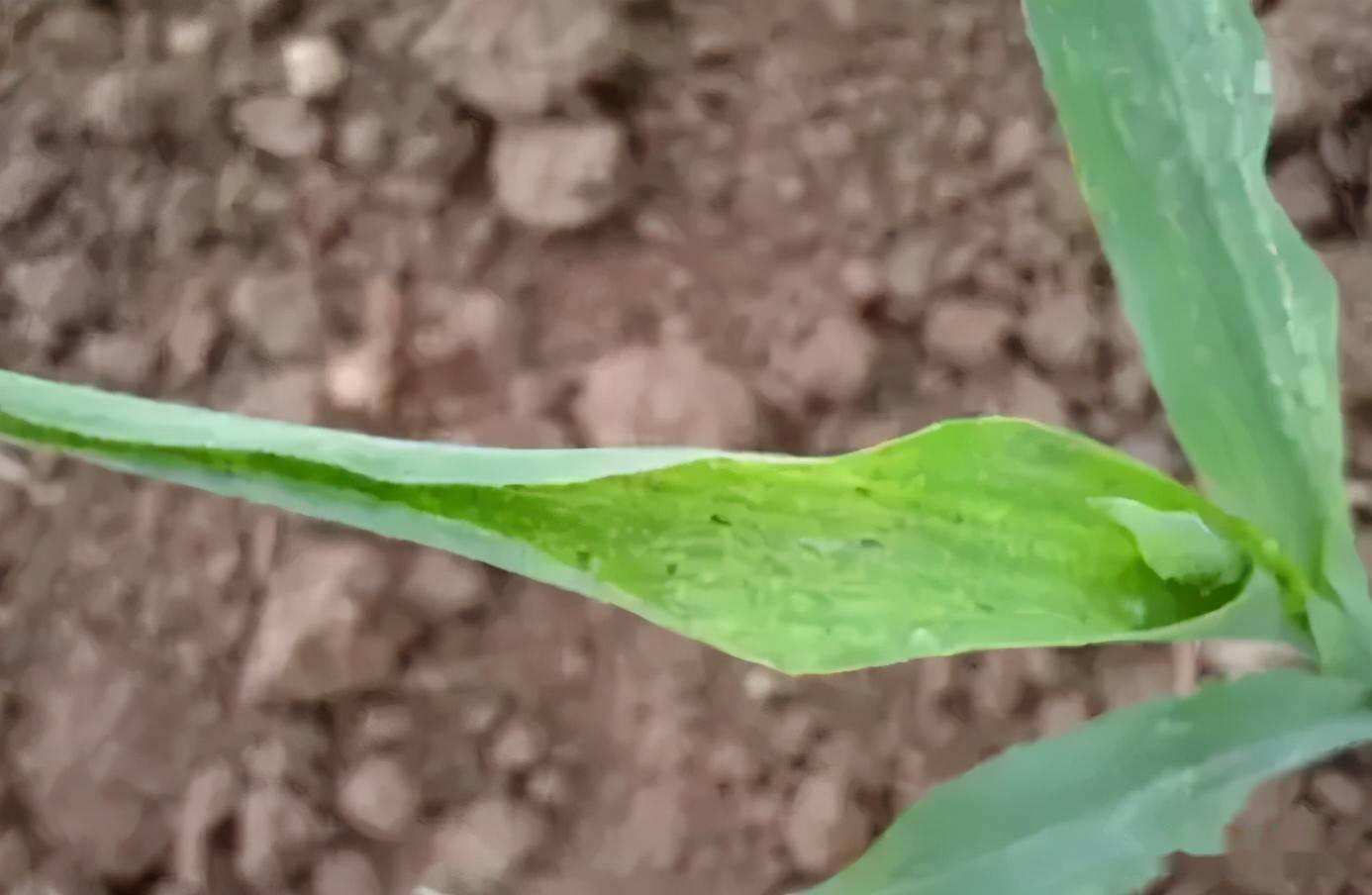 导致玉米"拧芯"的原因及玉米主要病虫害防治_杂草