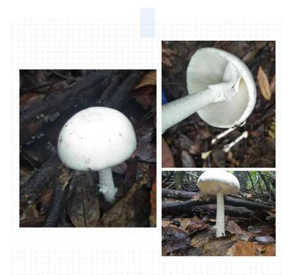 事件|常德市疾控发布温馨提醒：不采、不食野生蘑菇，误食毒蘑菇可致丧命