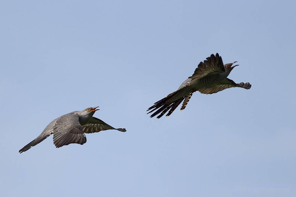 布谷鸟双双飞_杜鹃