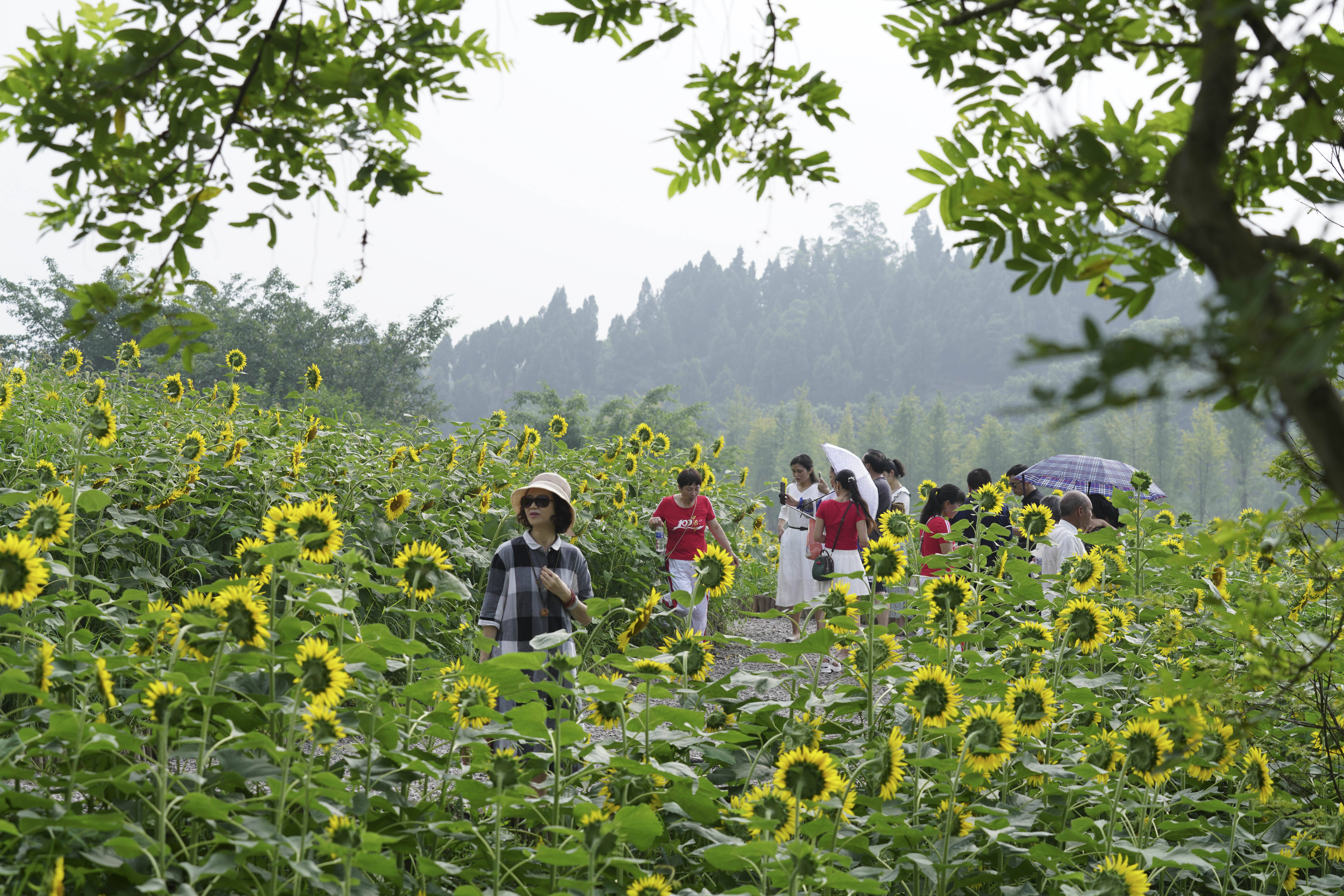 重庆 向日葵花开迎客来 北碚区