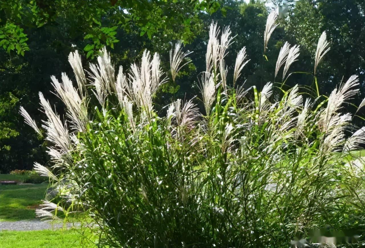 园林植物丨芒草类观赏草介绍