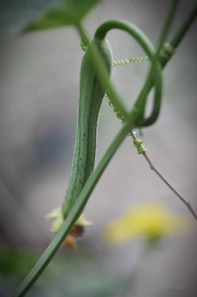 絲瓜開花風捲野香迎面來