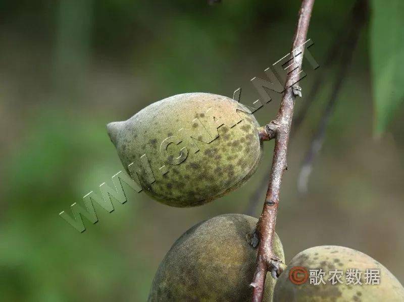 植保桃樹主要病害的識別與防治