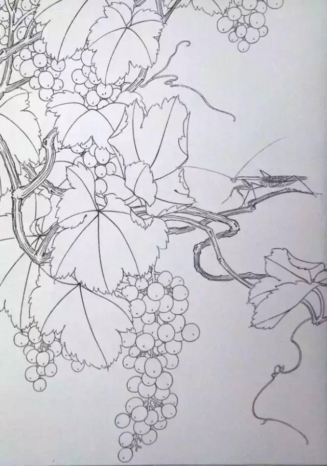 100幅葡萄线描图,很有用,值得收藏!_工笔画