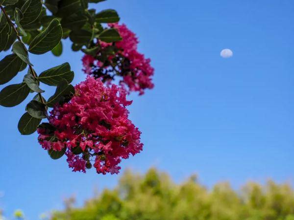 盛花期|“夏紫薇”，全城盛开！