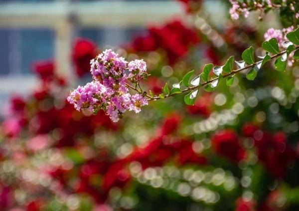 盛花期|“夏紫薇”，全城盛开！