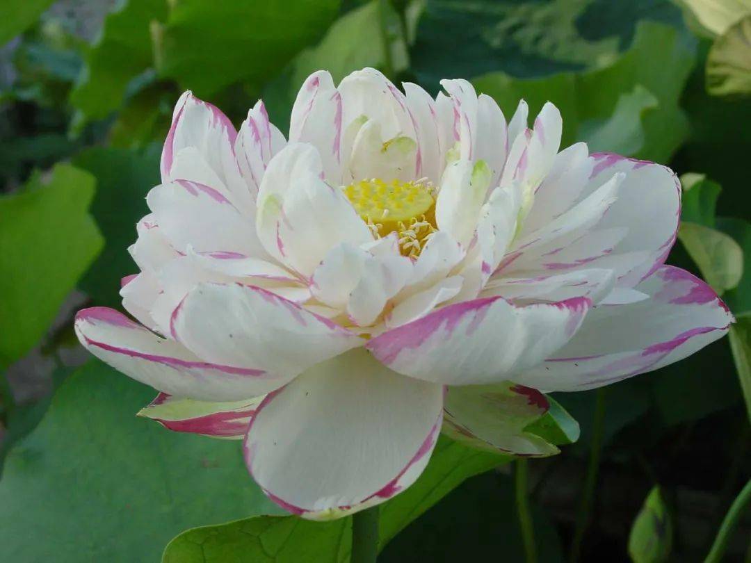 荷花界的"王牌品种",不出校园也能看见!