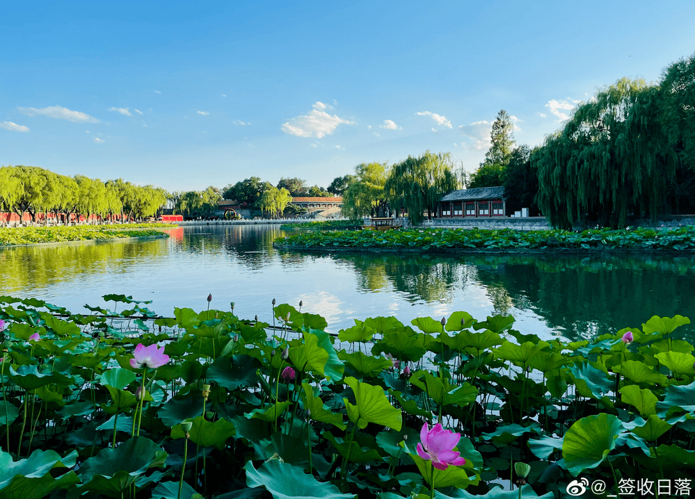 炎炎盛夏,北京最惊艳的时刻即将到来!夏日限定美景,就藏在这儿
