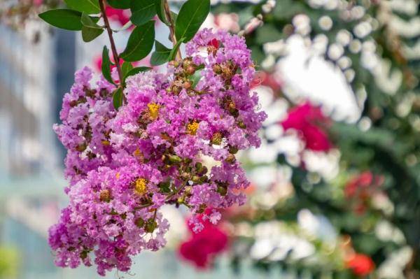 盛花期|“夏紫薇”，全城盛开！