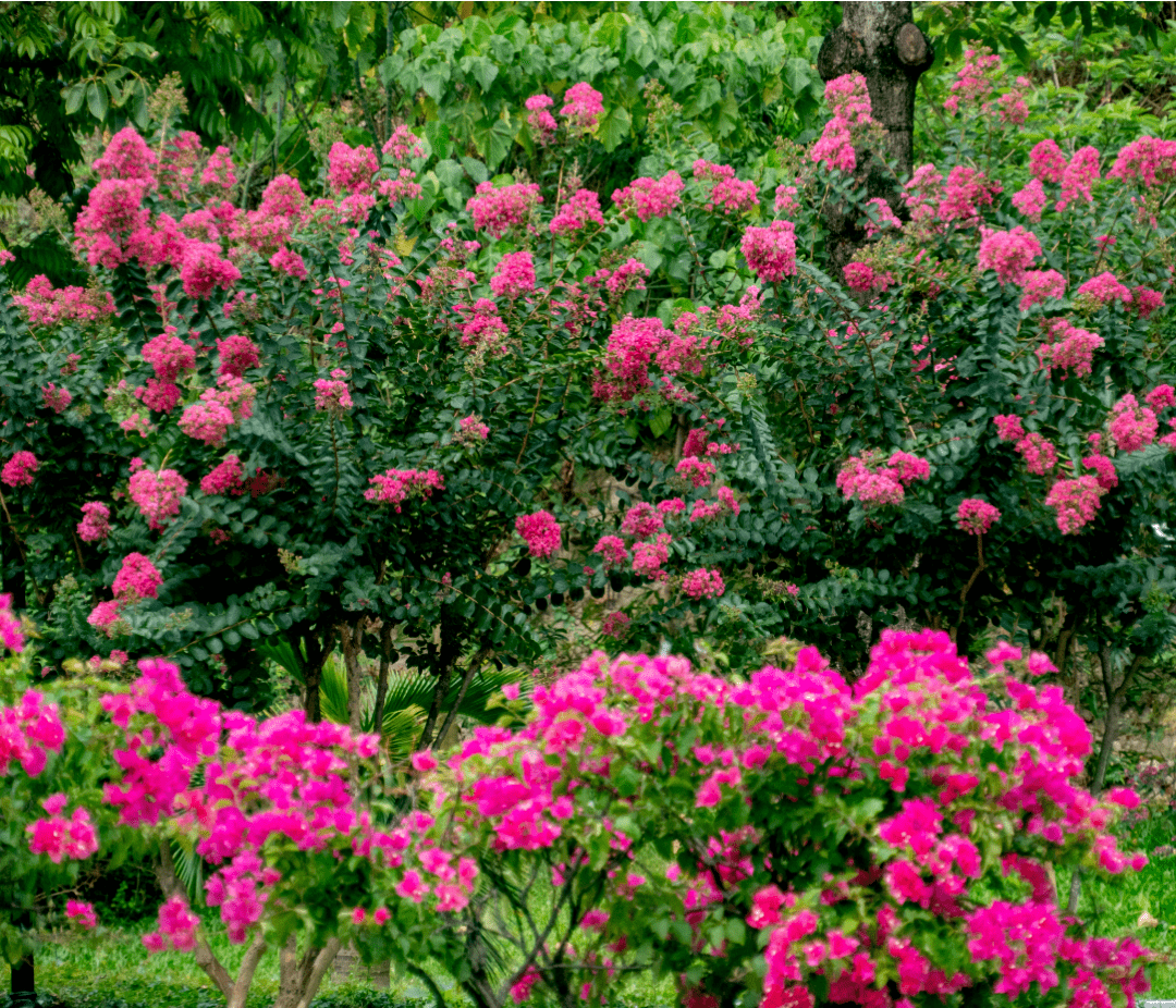 "夏紫薇",全城盛开!
