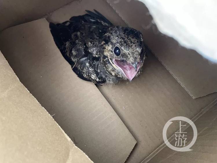 你见过蛙嘴夜鹰吗有市民捡到一只长相奇怪的小鸟