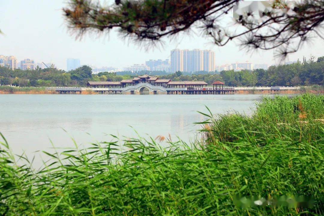 给你几个画面,让你爱上日月湖夏天的美