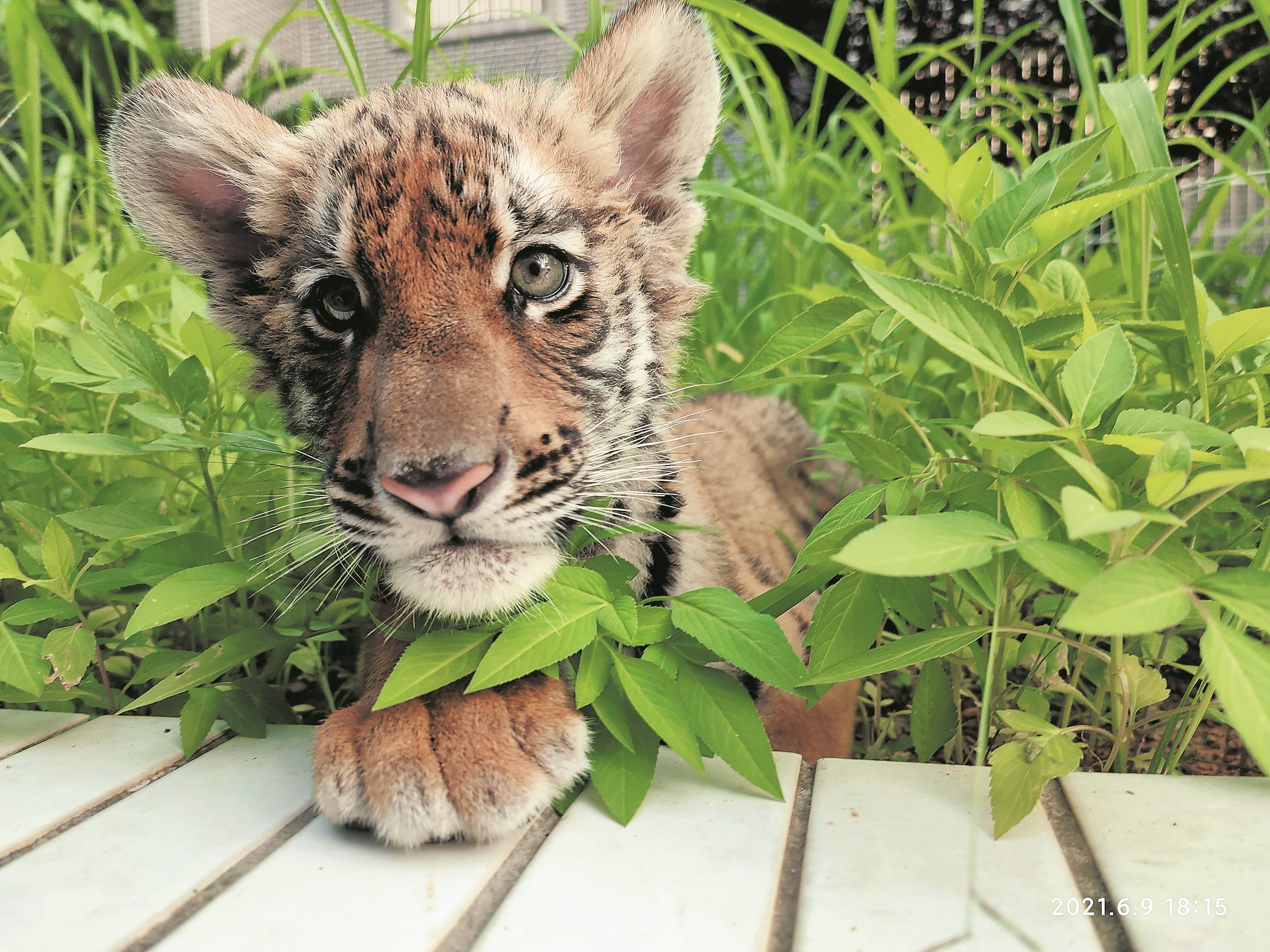 虎妞上幼儿园啦韶关满百天华南虎宝宝即将亮相